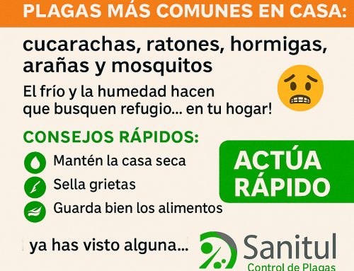 Plagas de otoño en Cádiz: cuáles son, por qué aparecen y cómo prevenirlas